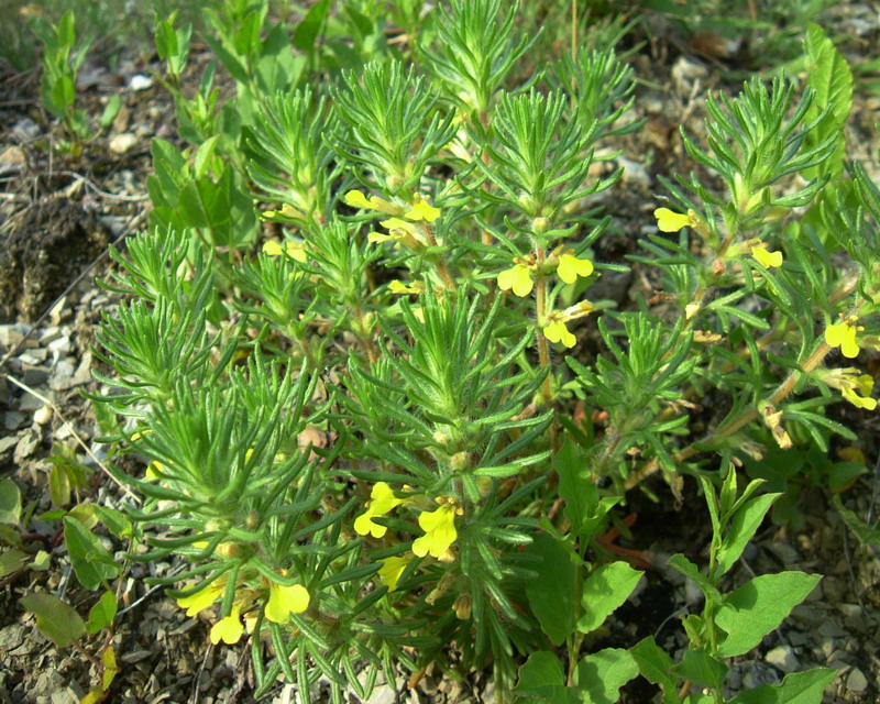 Ajuga chamaepitys / Camepizio